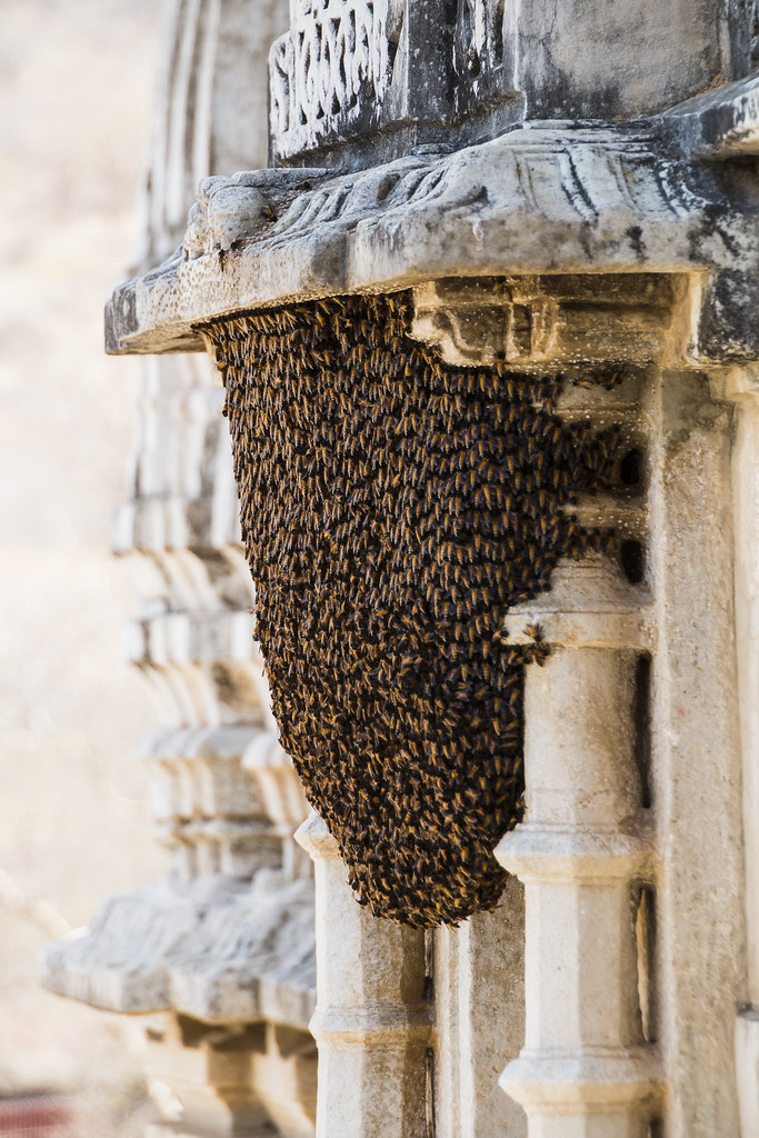 Colmena de abejas en Chaumukha